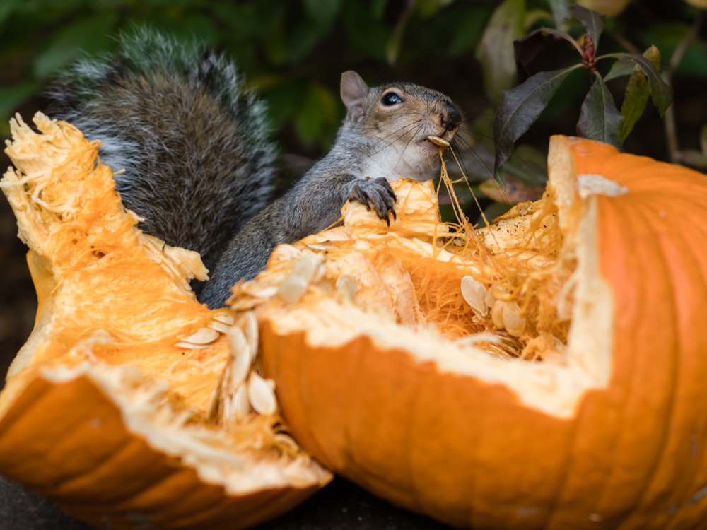 Squirrels want to eat your pumpkins. You can stop them.