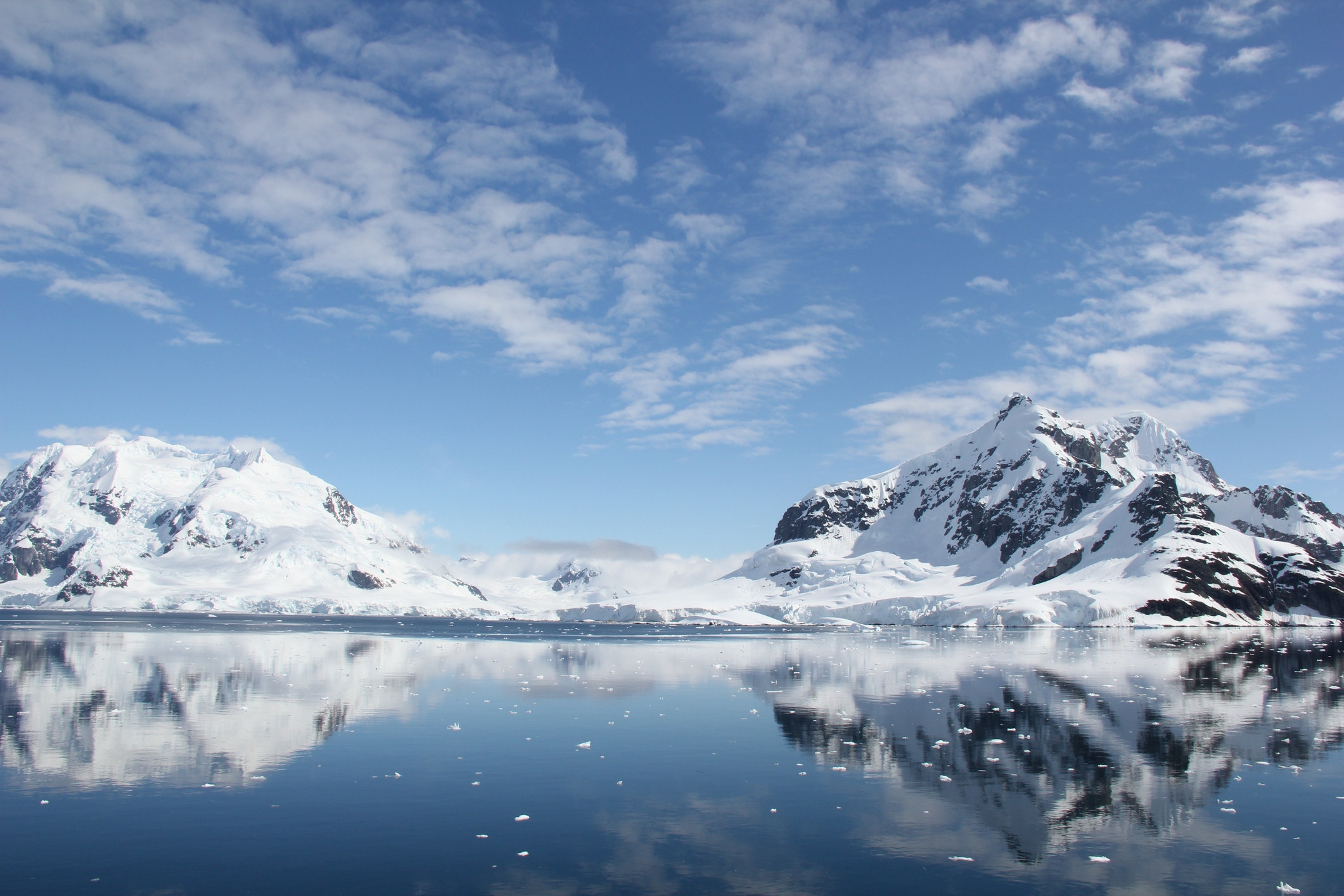 DEEP-SEA SHOCK: Hidden World of Antarctic Icefish EXPOSED!