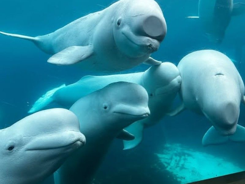 Ottawa gives conditional approval for Marineland to export belugas to U.S.