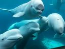 The federal government has denied a request by Marineland to transfer beluga whales to a park in China.