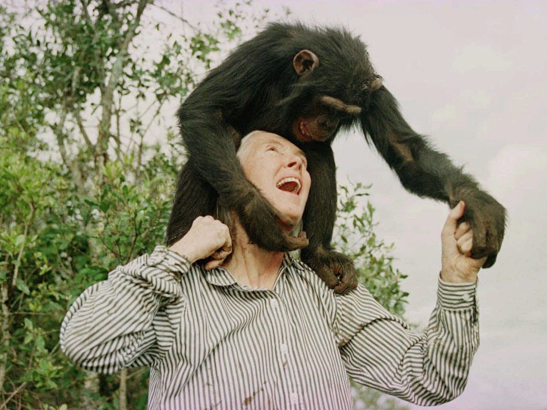 Environmentalists, politicians recall life, influence of primatologist Goodall