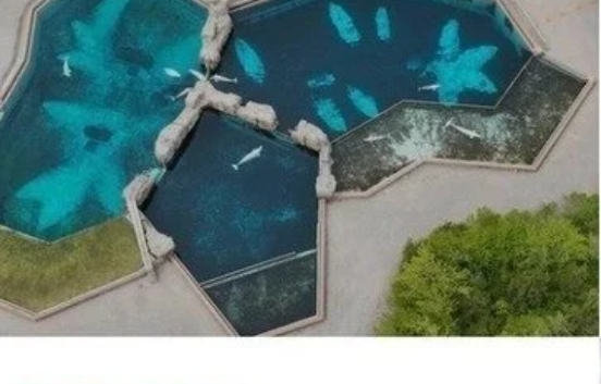 Petition calls for 'humane' relocation of Marineland's surviving belugas
