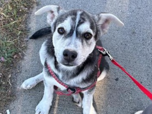 FOREVER FRIEND: 3 month old Rex, full of 'playful puppy energy,' needs a new home