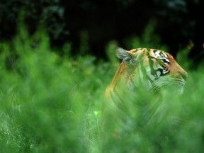 Official estimates say poaching, food loss and habitat loss have reduced the Malayan tiger population from 3,000 in the 1950s to fewer than 150 free-roaming today. (MICHAL CZIZEK/AFP/File)