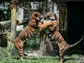 Malaysian experts and officials admit resources fall far short of protecting the country's critically endangered iconic big cat.