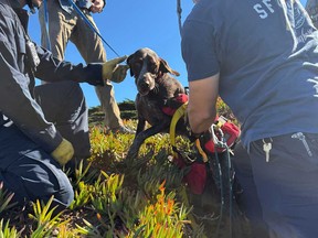 This photo provided by the San Francisco Fire Department shows firefighters after they rescued a dog that fell from a sea cliff in San Francisco on Tuesday, Oct. 28, 2025.