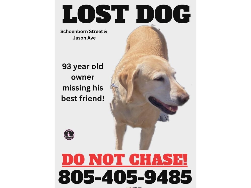 Volunteers posted fliers around the neighbourhood, and Feigenbaum passed them out with his son. (Dog Days Search and Rescue)  Volunteers posted fliers around the neighbourhood, and Feigenbaum passed them out with his son. (Dog Days Search and Rescue)