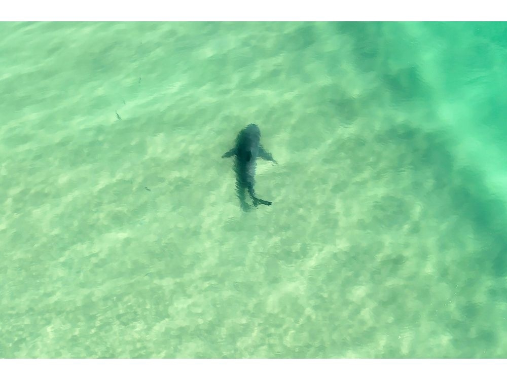 Drones have spotted more than 1,000 sharks off the New South Wales coast in the past year. (Handout/AUSTRALIAN UNCREWED AERIAL VEHICLE SERVICE (AUAVS)/AFP)  Drones have spotted more than 1,000 sharks off the New South Wales coast in the past year. (Handout/AUSTRALIAN UNCREWED AERIAL VEHICLE SERVICE (AUAVS)/AFP)