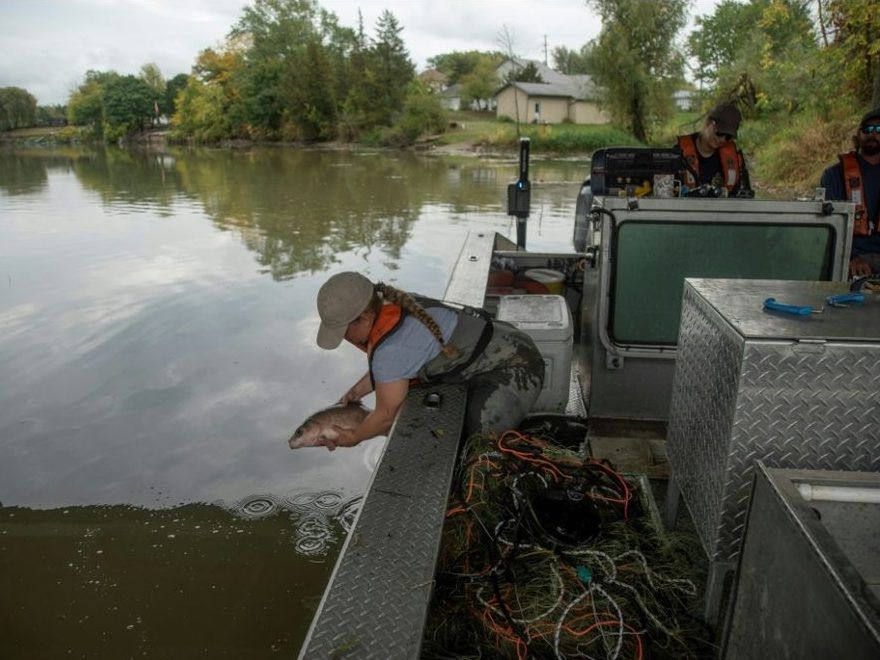 'EATING MACHINE': Americans, Canadians unite in battling invasive carp
