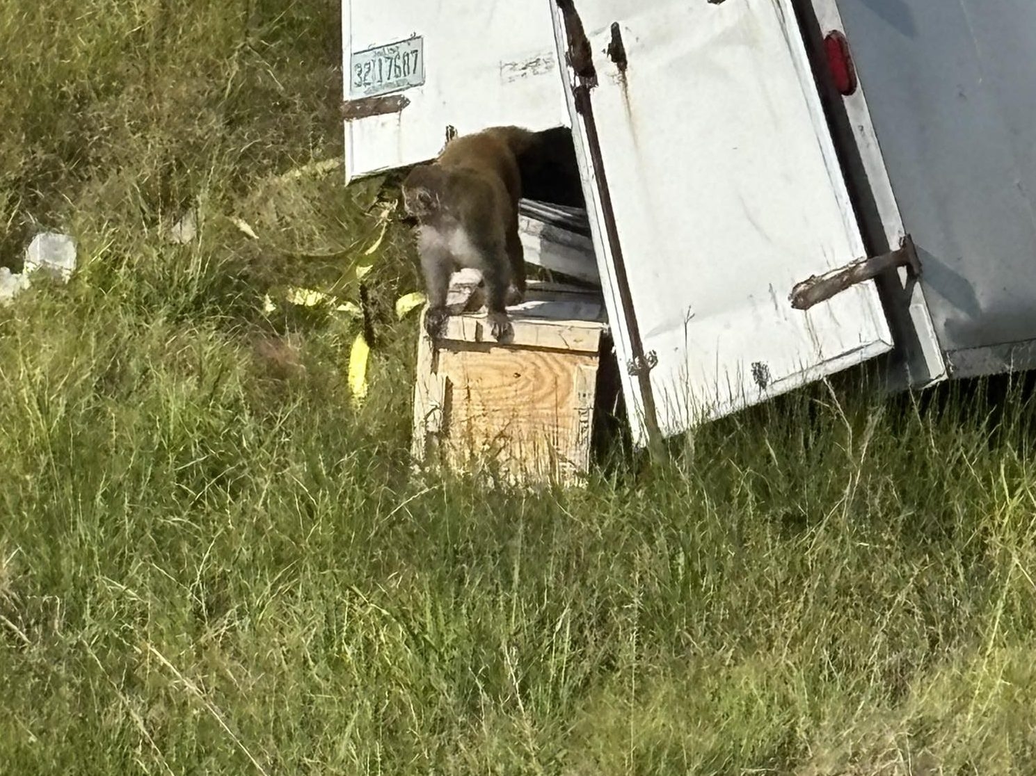 MONKEY MADNESS: Escapees Terrorize Mississippi!