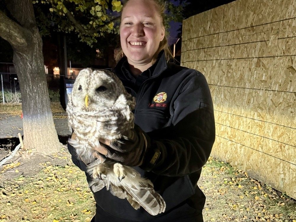 OWL RESCUE: They Sawed Into a TRUCK to Save This Creature!