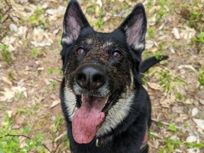 Jeremy Corson's dog Freyja found a missing toddler who had been lost in the woods for 5 hours. MUST CREDIT: Jeremy Corson Jeremy Corson's dog Freyja found a missing toddler who had been lost in the woods for 5 hours. MUST CREDIT: Jeremy Corson