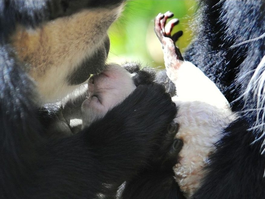 SHOCKING TRUTH: Our Ancestors KISSED?!