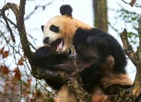 Huan Dudu was one of three siblings to be born in France. (GUILLAUME SOUVANT/AFP)