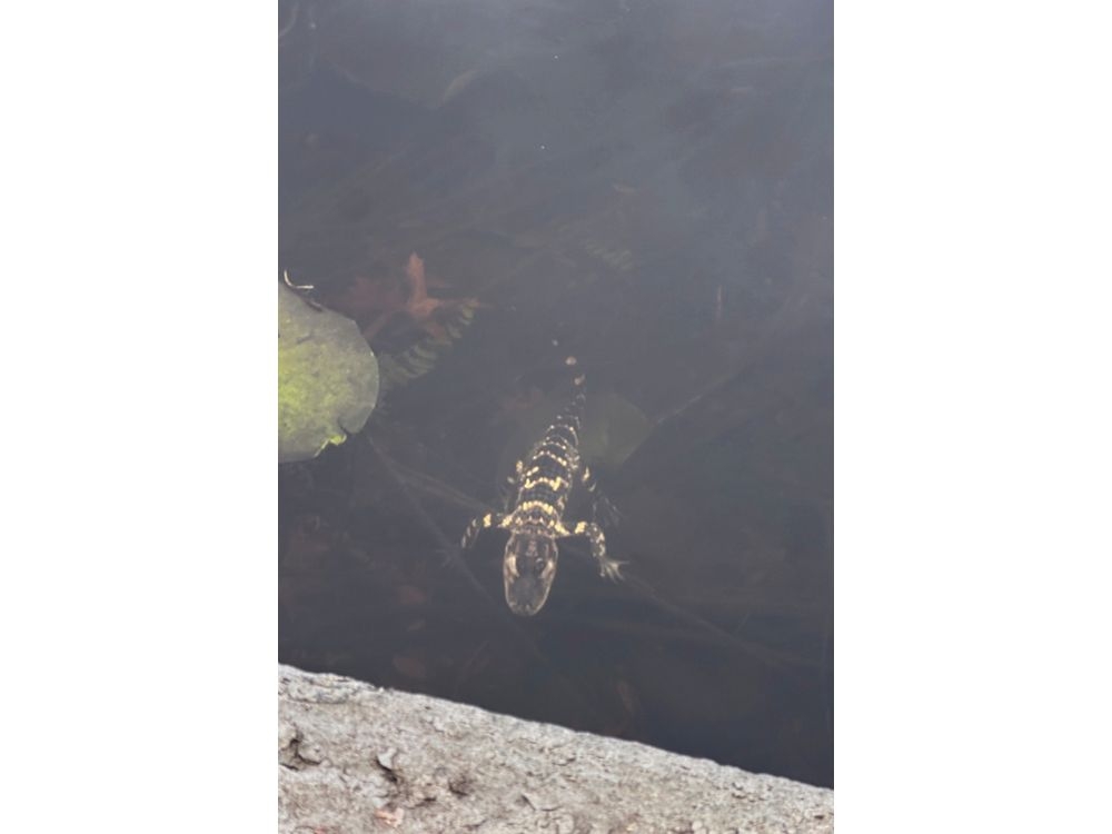 BOSTON UNDER SIEGE: Gator on the Loose!