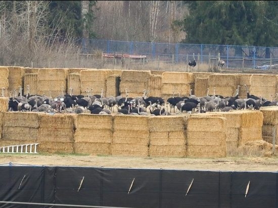 OSTRICH MYSTERY: RCMP SILENCE Fuels Farm Scandal!