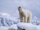Polar Bear in the Arctic.