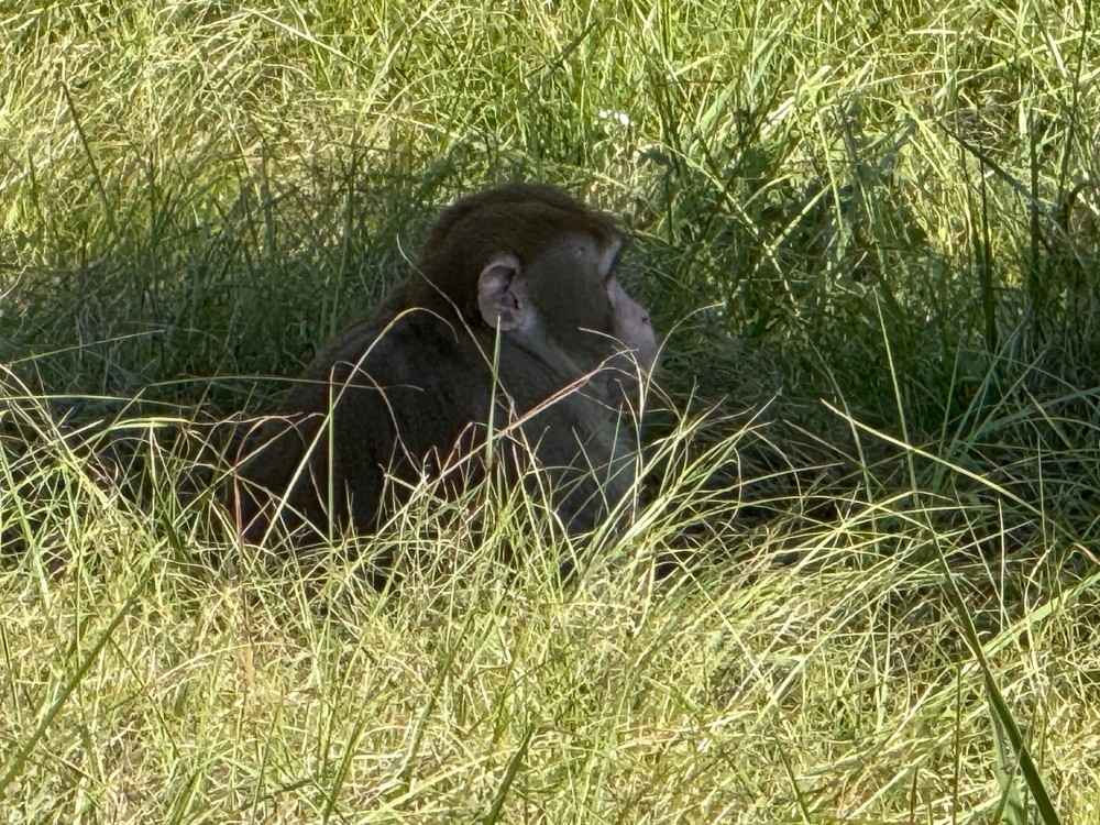 MOM'S NIGHTMARE: She Executed an Escaped Monkey to Save Her Kids!