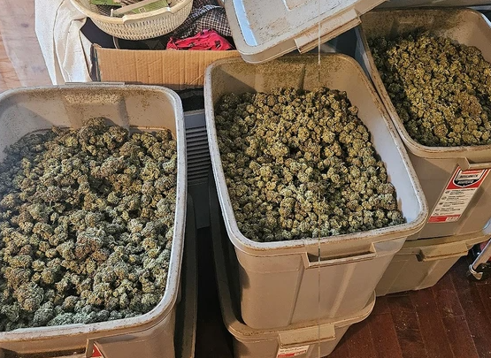 GTA CANNABIS CARTEL SMASHED: $1.6 MILLION SEIZED!