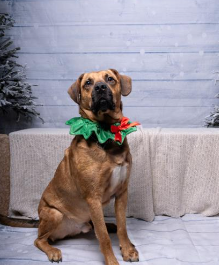  Lyle, a three-year-old, mixed-breed, male dog is ready for adoption from the Toronto Humane Society. (THS)