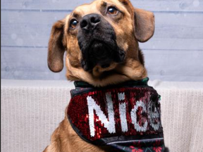 Lyle, a mixed breed, male dog, survived a 2024 hurricane in North Carolina before being transferred to the Toronto Humane Society. Read on.