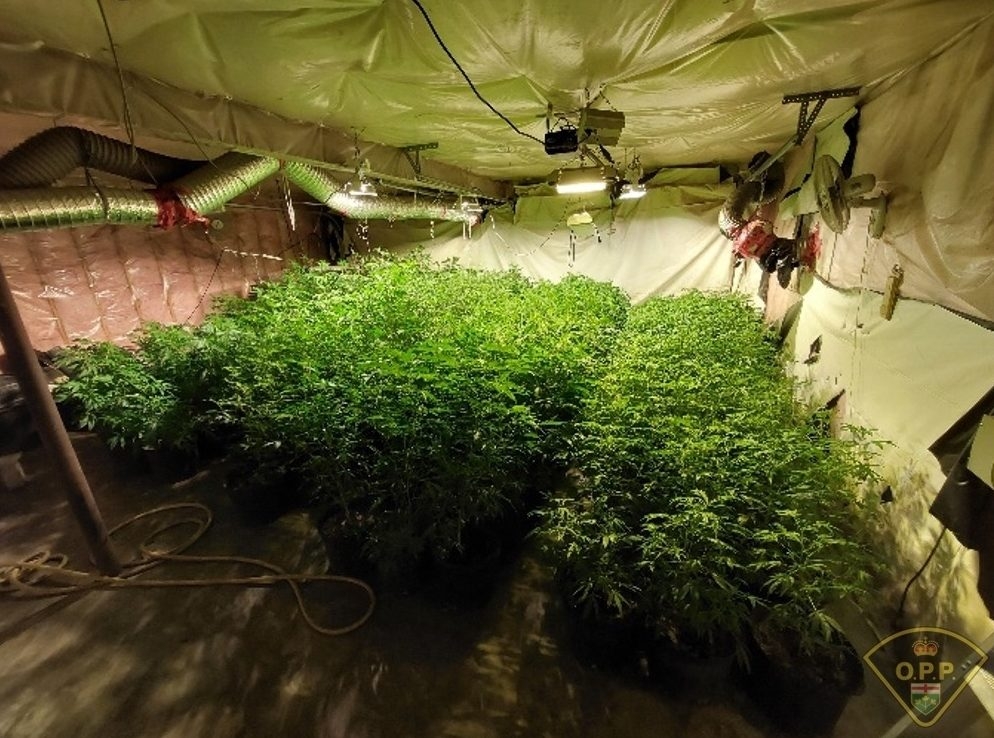  Five GTA men face charges after $1.6 in illegal cannabis was seized from a property in Brighton, Ont., on Monday, Oct. 27, 2025.