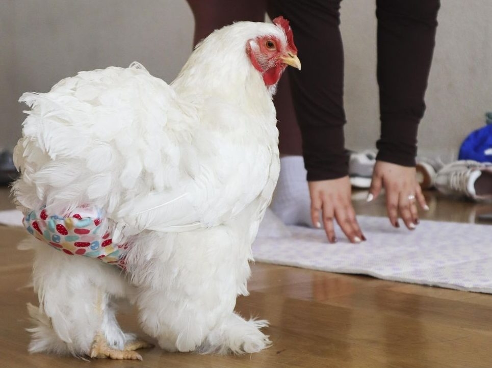 CHICKEN YOGA TAKEOVER: You Won't BELIEVE This Florida Trend!