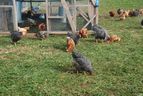 Free-range chickens on a farm in Restigouche County, New Brunswick.