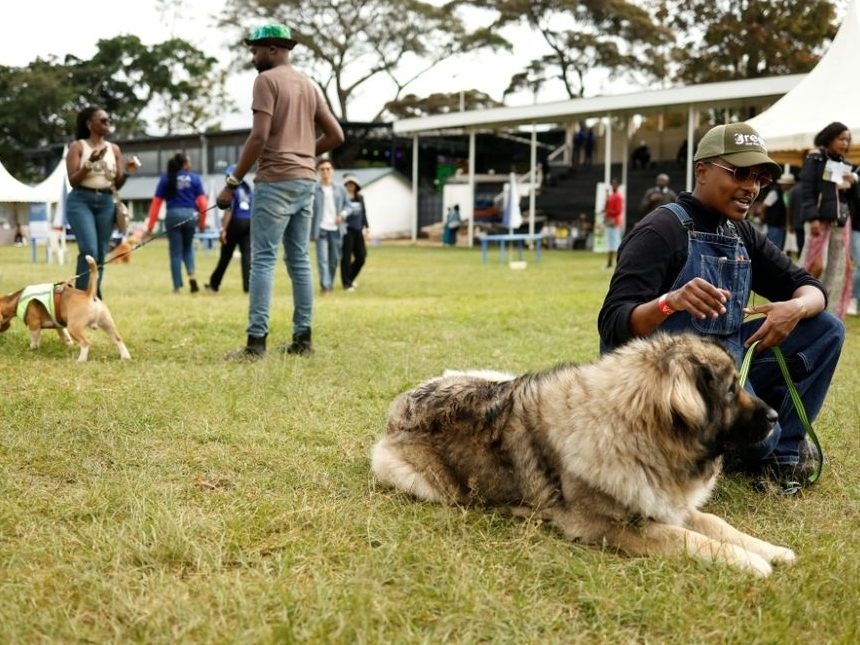  A three-year-old Caucasian shepherd won the ‘shaggiest’ category.