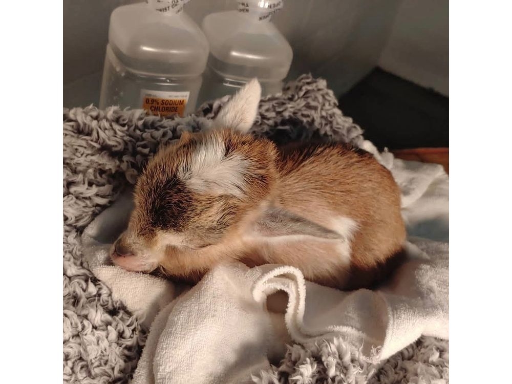  Little Leaf at the vet’s when she was only three pounds and very sick. (Kate Cramer photo)