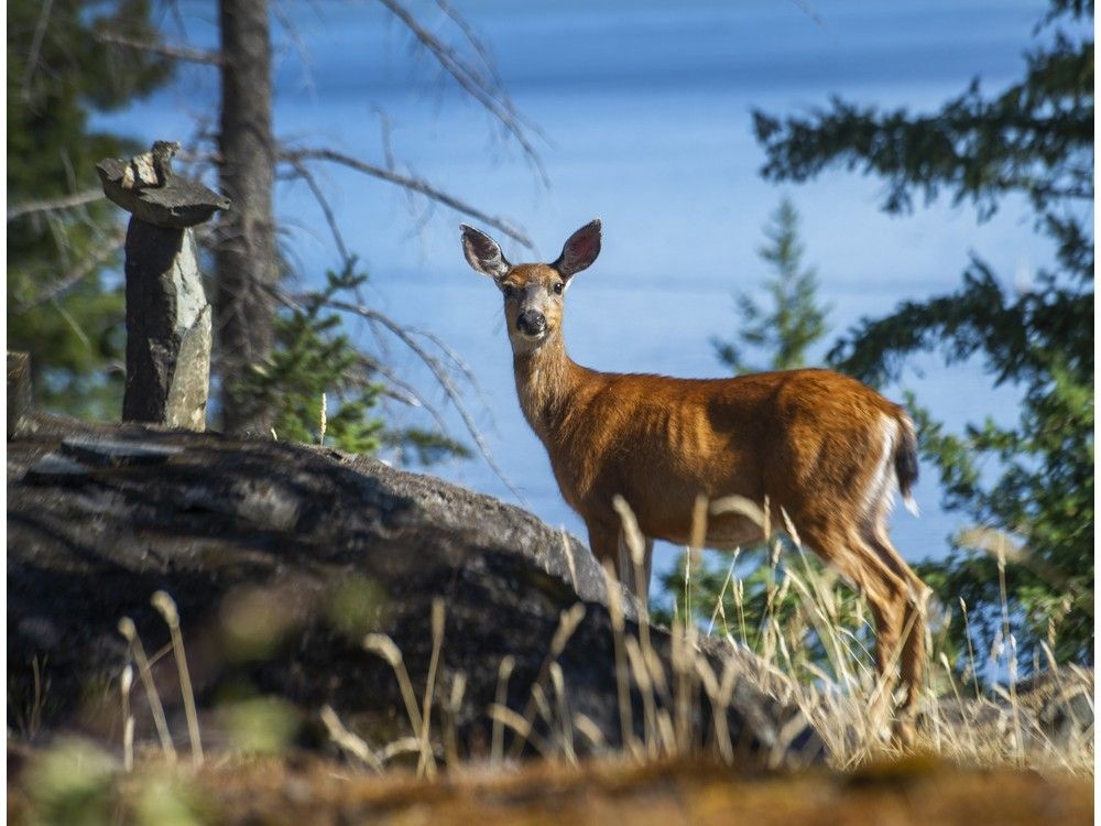 BRAIN-ROT PLAGUE: Deer Dying in BC – Is Your Area Next?