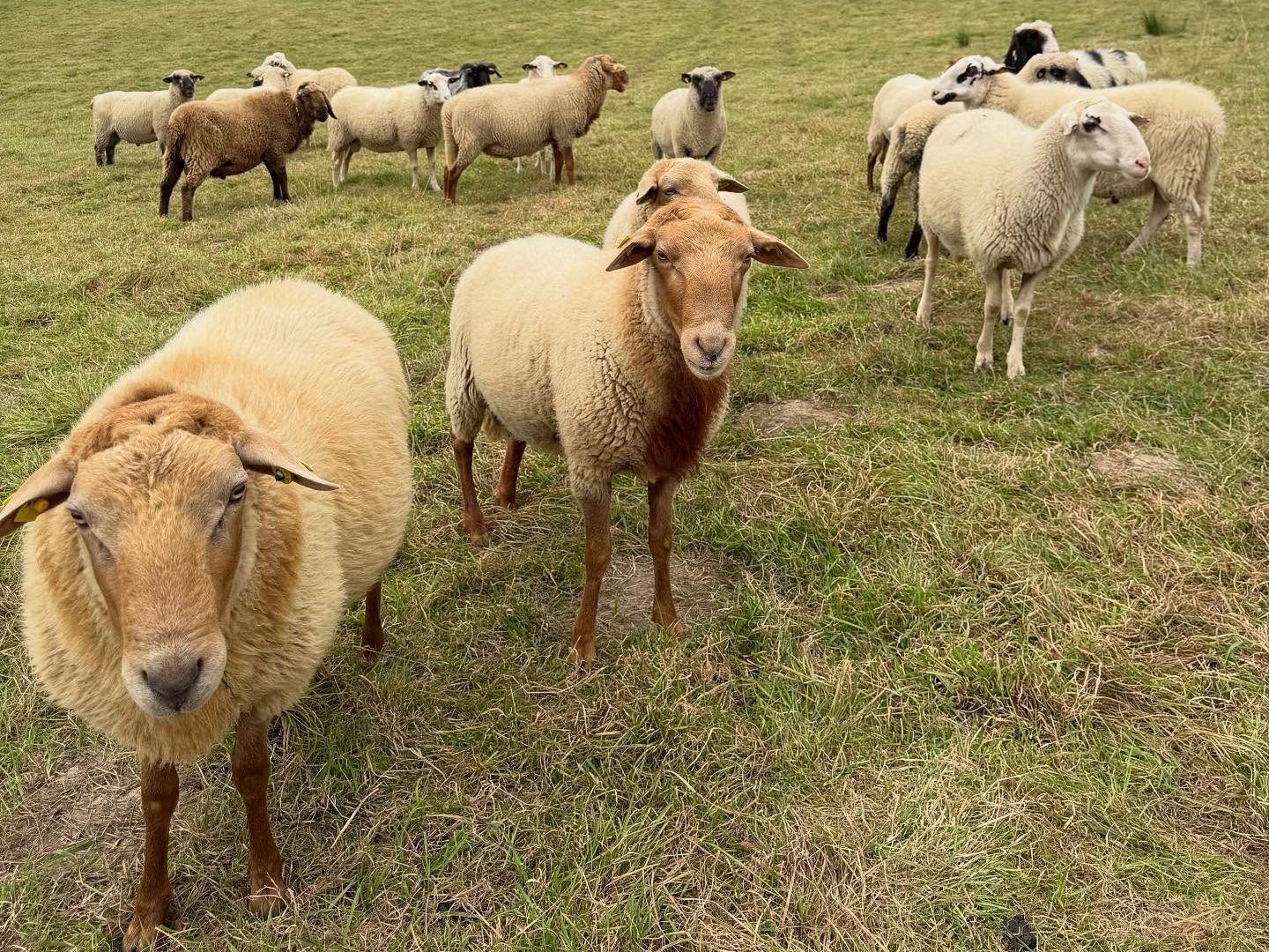 Wool from gay sheep debuts in fashion designer’s new collection