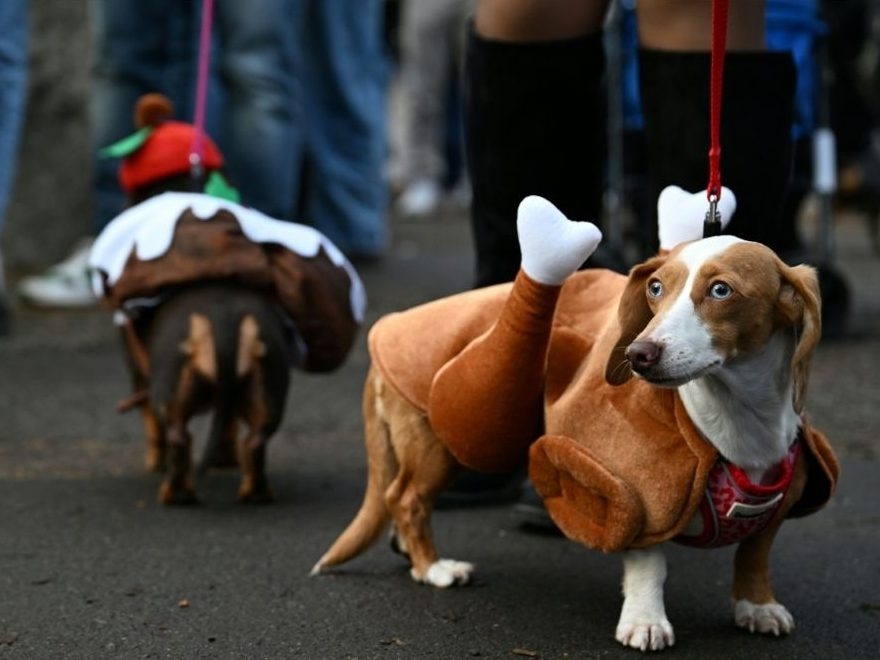 DACHSHUNDS IN DISGUISE: London's Cutest Takeover!