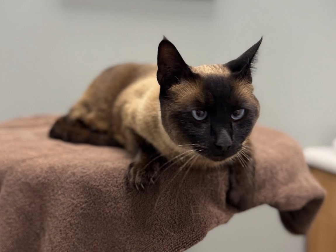 AMAZON NIGHTMARE: They STOLE Our Cat!