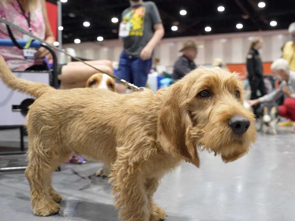 A Basset Fauve De Bretagne stands for photographs during a Meet the Breeds event Feb. 22, 2022 in San Diego.