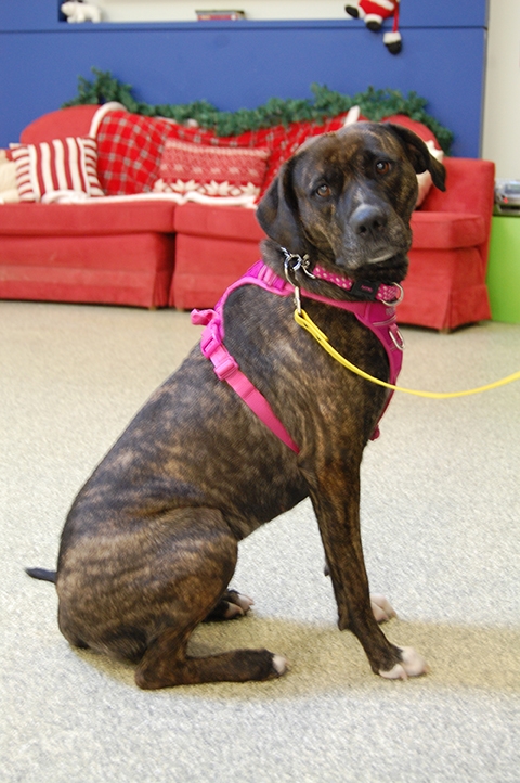  Birch is one of many dogs and cats at the Ontario SPCA centre in York Region hoping for a Home for the Holidays as part of the OSPCA’s adoption campaign. (Laura Shantora Nelles, Toronto Sun)