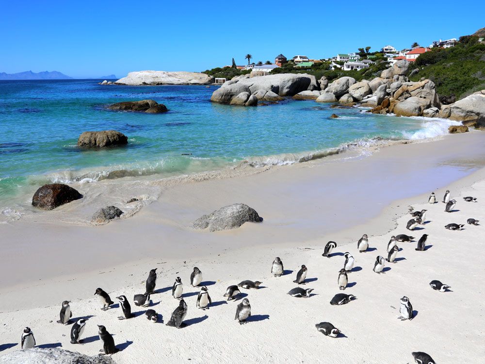 What caused a massive die-off of penguins off the South African coast?