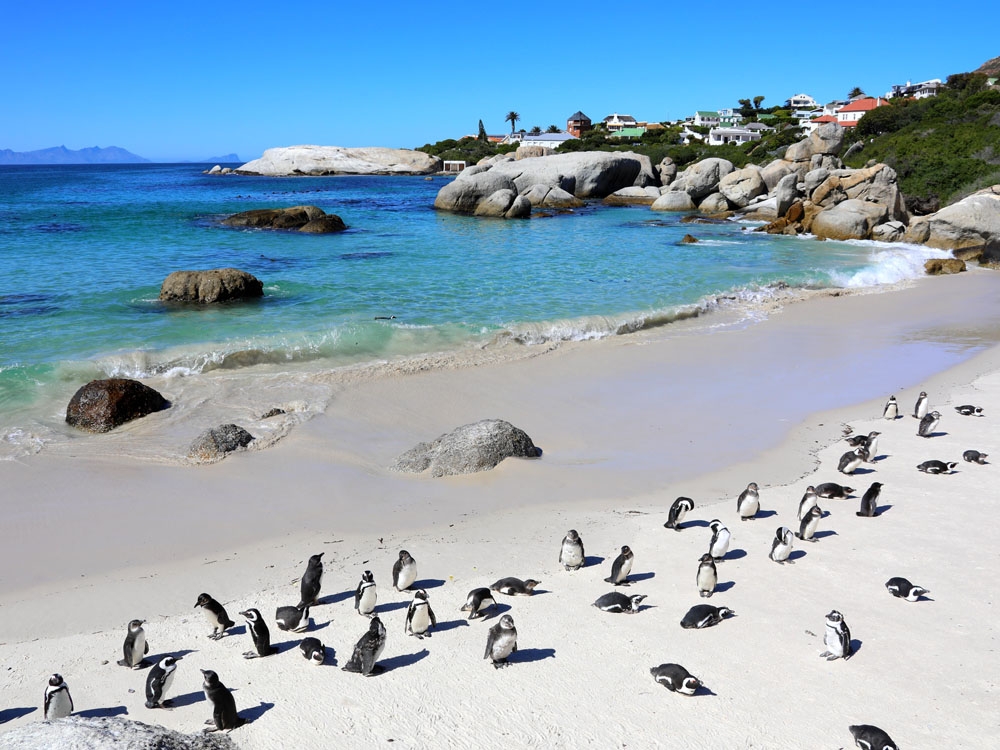 PENGUIN APOCALYPSE: Coastline ERUPTS in Mass Death – Find Out WHY!