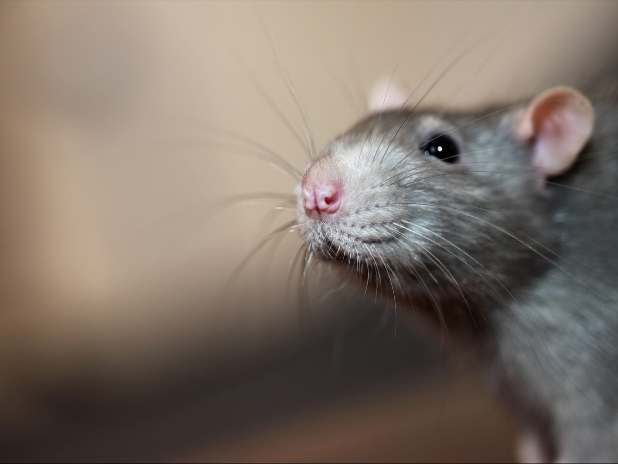 PLANE TERROR: Giant Rat Forces Emergency Landing!