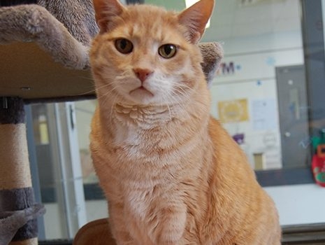 URGENT: Empty Cages. Broken Hearts. SAVE a Life NOW.