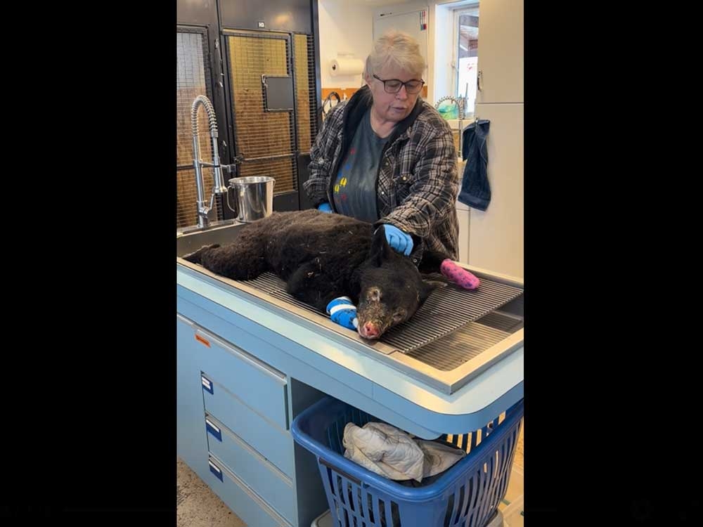 MIRACLE CUB: Burned Bear Defies Odds & FIGHTS Back to Life!