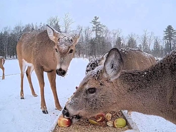Maine deer eat from trough on live stream, have become internet darlings