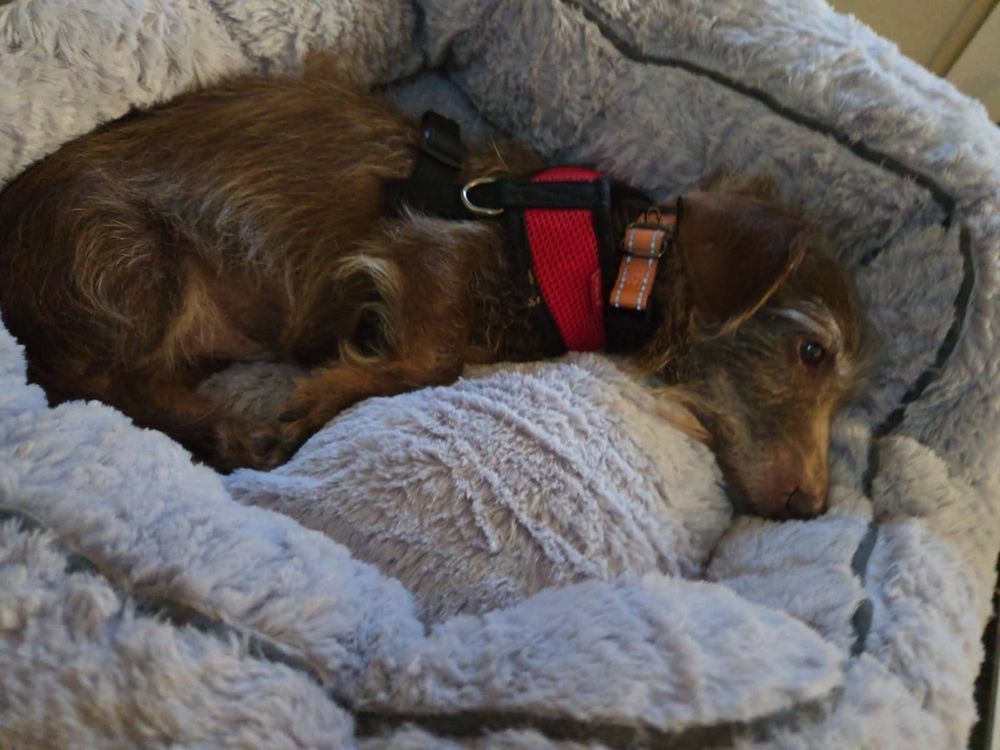  Choco at the airport, waiting to board a plane to Sacramento. CREDIT: Helping Paws and Claws