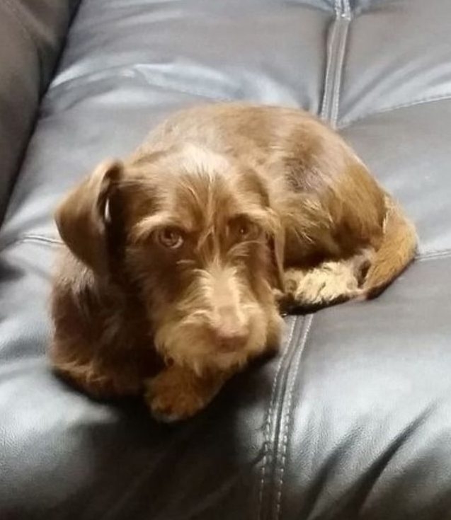  Choco in 2016, shortly after Patricia Orozco adopted him from her local shelter in Sacramento. CREDIT: Patricia Orozco