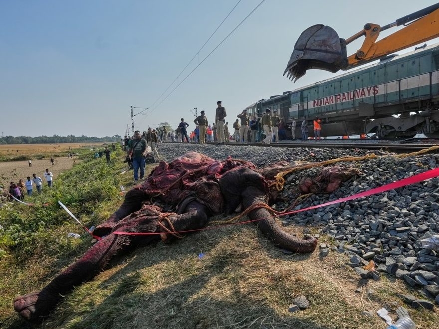 ELEPHANT MASSACRE: Train Obliterates Family in India!