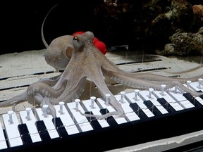 121025-octopus-piano_Y3DV3SYCORADFNK45LNFOP5SSA