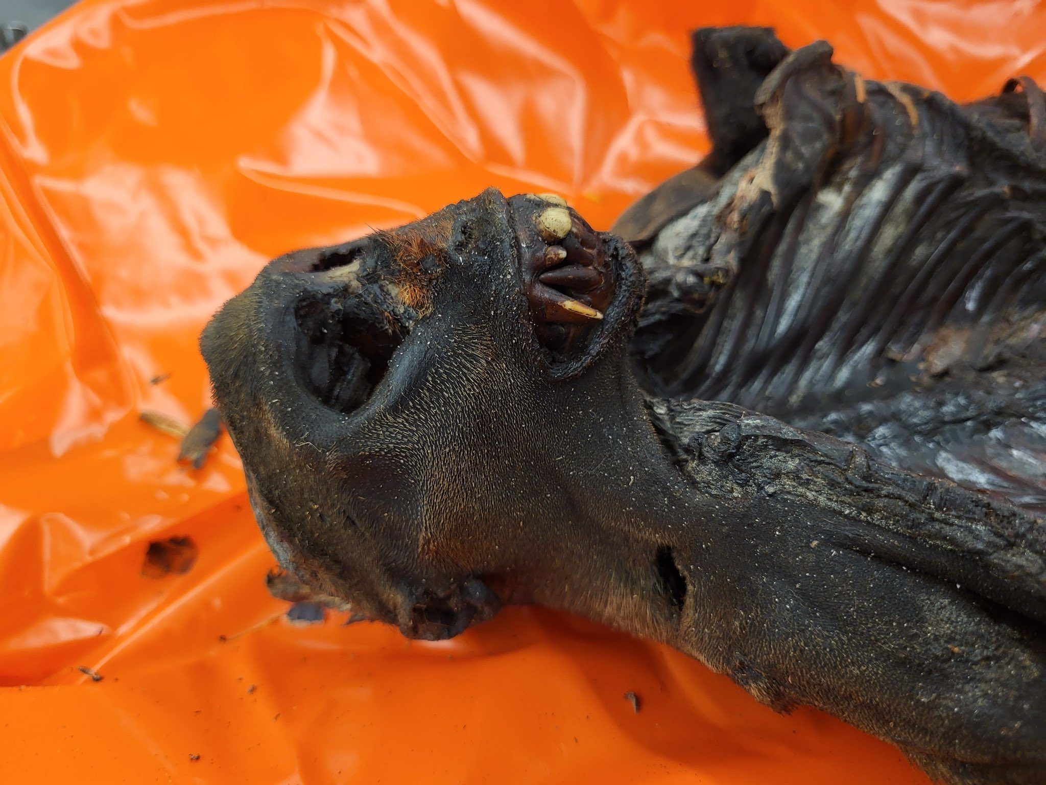 'Nonhuman' meat seized from suitcase at Chicago’s O’Hare airport