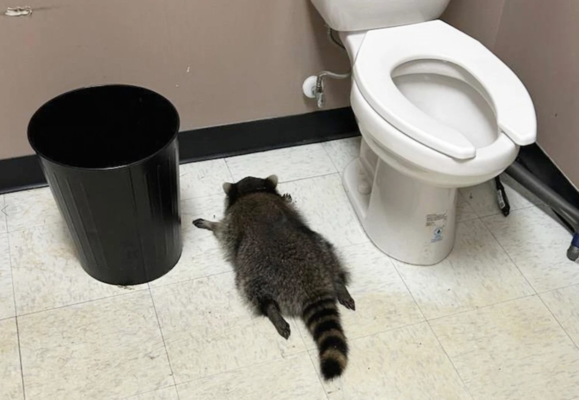 RACCOON RAMPAGE: Booze-Fueled BREAK-IN SHOCKS Virginia!
