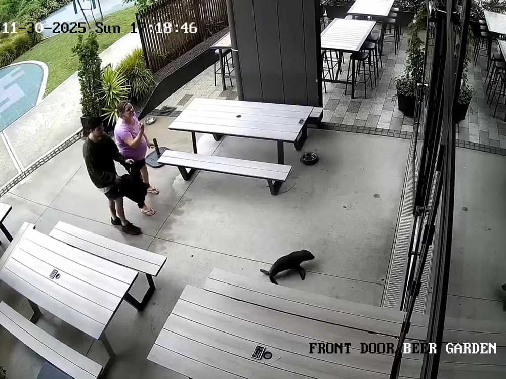 A seal galumphs into a bar. The bartender says ’Grab the salmon!’