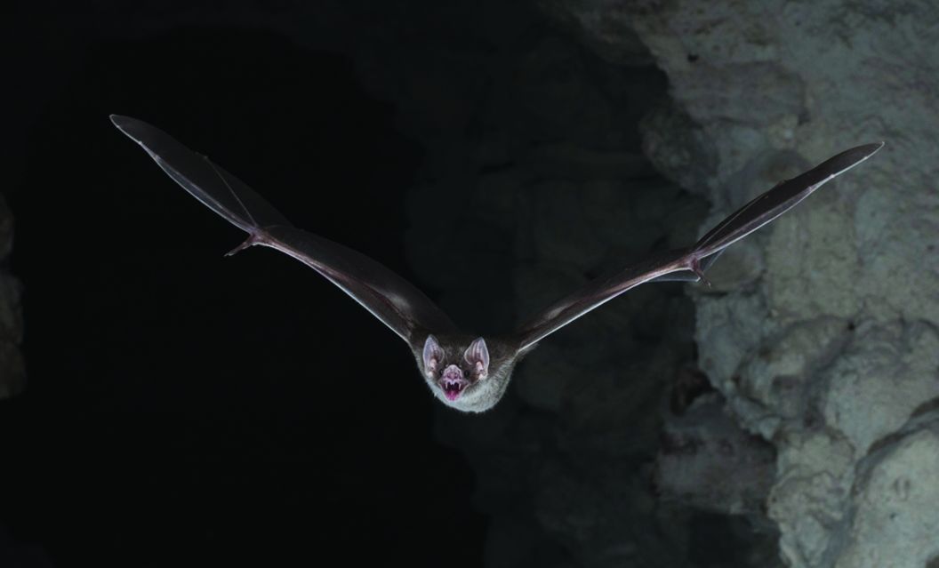 Rabid bat found near popular SoCal hiking route